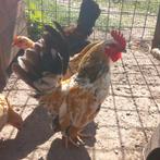 Lieve Serama haantjes, Dieren en Toebehoren, Pluimvee, Mannelijk, Kip