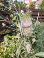 Dipsacus fullonum- Grote Kaardebol zaden, Ophalen of Verzenden, Gehele jaar, Volle zon, Zaad
