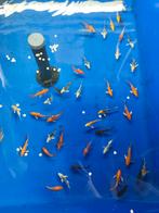 Butterfly koi 10-12 cm desgewenst bezorgd aan huis, Dieren en Toebehoren, Vissen | Vijvervissen, Karper of Koi