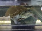 Chinese driekiel schildpadden, diverse maten, Schildpad