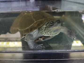 Chinese driekiel schildpadden, diverse maten beschikbaar voor biedingen