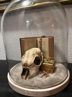 Rariteiten stolp, Ophalen of Verzenden, Zo goed als nieuw