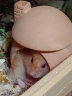 Oppas voor knaagdieren of vogels, Meerdere dieren, Hamster, Voor 1 juli 2024