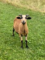 Te koop/ter ruil aan geboden: kameroen ram schaap, Dieren en Toebehoren, Schapen, Geiten en Varkens, Mannelijk, Schaap