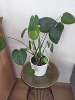 Groene kamerplant Monstera 30 cm gemeten vanaf pot, Ophalen, Overige soorten, Halfschaduw, In pot