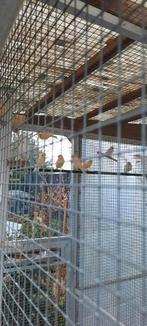 Waterslagers 2025, Mannelijk, Kleurkanarie