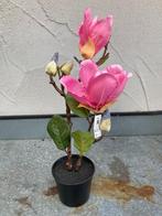 MAGNOLIA PLANT ROZE IN POTJE NIEUW, Huis en Inrichting, Binnen, -, -, Nieuw