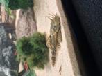 bristlenose pleco, Vis