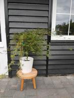 Emerald lace Japanse esdoorn Acer Dissectum, Ophalen, Halfschaduw, Overige soorten