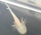Baby axolotls, Dieren en Toebehoren, Overige typen