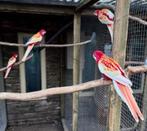 Koppel rubino rosella,s, Dieren en Toebehoren, Vogels | Parkieten en Papegaaien, Meerdere dieren, Papegaai