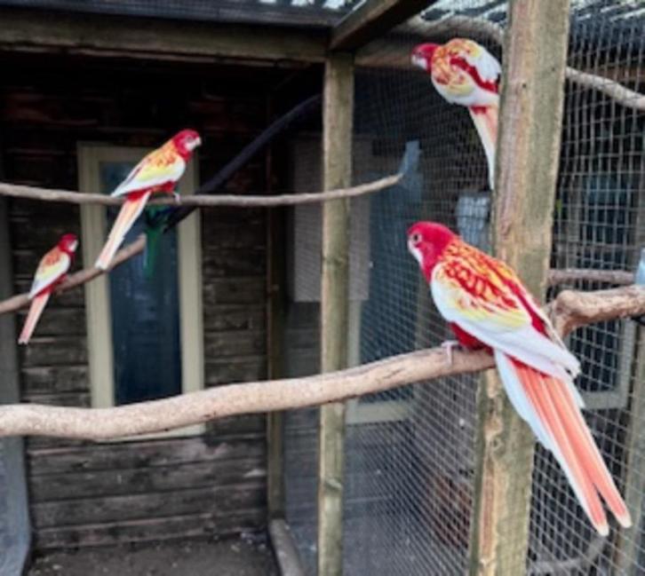 Koppel rubino rosella,s, Dieren en Toebehoren, Vogels | Parkieten en Papegaaien, Papegaai, Meerdere dieren
