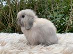 Prachtig sallander minilop rammetje te koop, Dieren en Toebehoren, Konijnen, Mannelijk, Dwerg, Hangoor, 0 tot 2 jaar