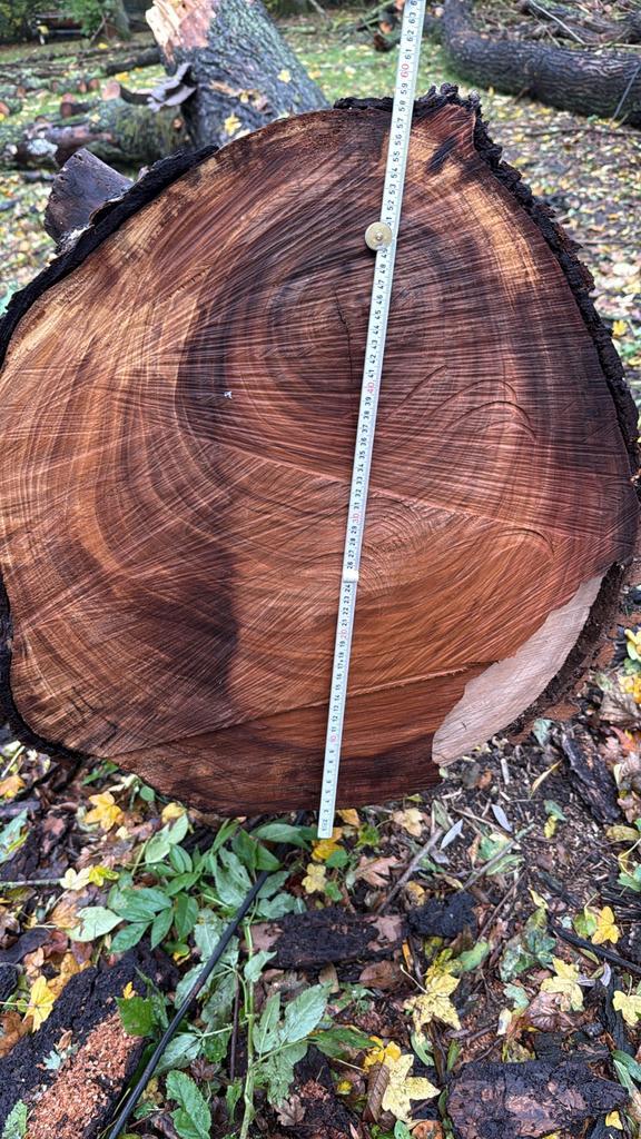 Boomstammen Iep - Prachtig hout voor projecten, Doe-het-zelf en Verbouw, Hout en Planken, Gebruikt, Balk, Overige houtsoorten