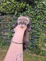 Super lieve fretten pup rammetje, Mannelijk, Fret, Na 1 juli 2024, Tam