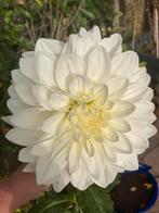 Zaden dahlia, Tuin en Terras, Bloembollen en Zaden, Ophalen of Verzenden, Volle zon