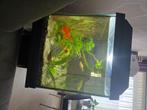 Juwel aquarium incl., Dieren en Toebehoren, Vissen | Aquariumvissen, Vis, Zoetwatervis