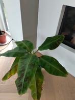 Kamer planten, Ophalen of Verzenden, Overige soorten