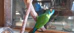 Ara maracana met voliere en alle toebehoren, Dieren en Toebehoren, Vogels | Parkieten en Papegaaien, Mannelijk, Papegaai, Geringd