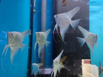 Maanvis snow white 8 euro per stuk  beschikbaar voor biedingen