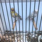 Koppel opaal mozaïek, Meerdere dieren, Kleurkanarie