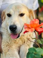 Lieve en zachte Kicza uit Georgie 💛, Dieren en Toebehoren, Honden | Niet-rashonden, Particulier, Rabiës (hondsdolheid), Reu, Buitenland