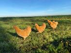 Wyandotte kriel kip verschillende kleuren gesekst + ingeënt, Dieren en Toebehoren, Vrouwelijk, Kip