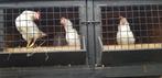 3 Hanen van 11 weken  Gratis., Dieren en Toebehoren, Vogels | Kanaries, Mannelijk, Kleurkanarie