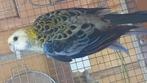 3 jonge bleekkop rosella's en de moeder, Dieren en Toebehoren, Vogels | Parkieten en Papegaaien, Meerdere dieren, Parkiet