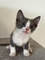 Sphinx x peterbald x oosterse korthaar, Dieren en Toebehoren, Katten en Kittens | Raskatten | Korthaar, Poes, 0 tot 2 jaar