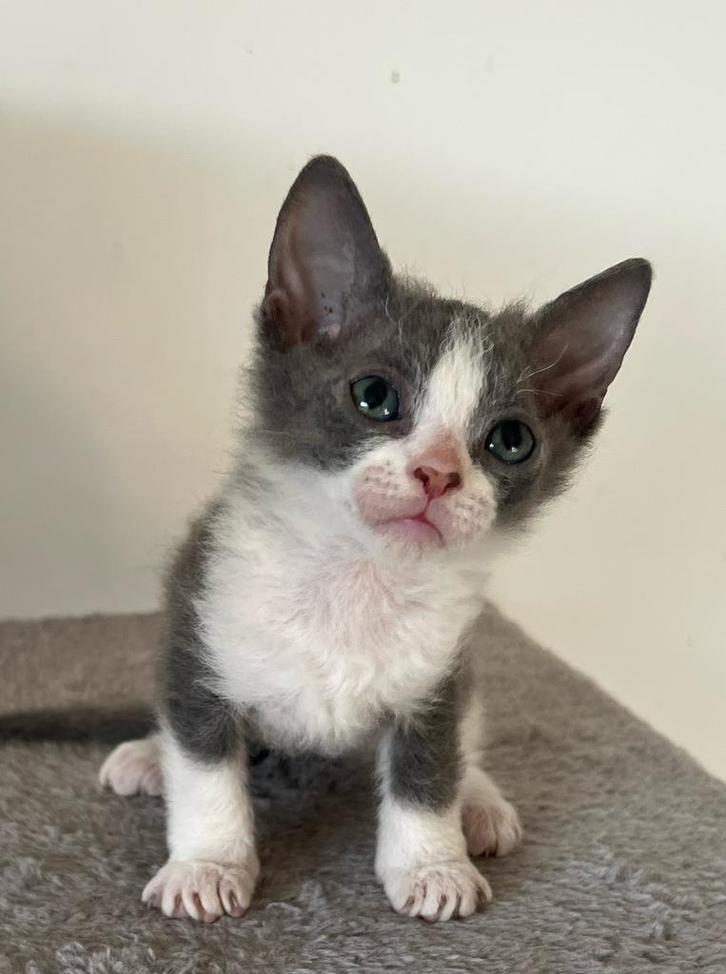 Sphinx x peterbald x oosterse korthaar, Dieren en Toebehoren, Katten en Kittens | Raskatten | Korthaar, Poes, 0 tot 2 jaar