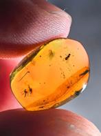 Birmees Amber (B) met insluiting van muskieten en vliegsoort, Verzenden, Fossiel