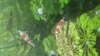 S klasse red crystal garnalen, Dieren en Toebehoren, Kreeft, Krab of Garnaal