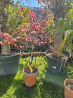 Japanse esdoorn / Acer nu met korting!, Ophalen of Verzenden, Bloeit niet, Overige soorten, Halfschaduw