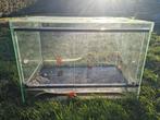 Prachtig terrarium! 60x40x40cm., Dieren en Toebehoren, Reptielen en Amfibieën | Toebehoren, Ophalen, Zo goed als nieuw, Terrarium of Paludarium