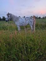 Drachtige NAS Appaloosa stamboom mini shetlander, Dieren en Toebehoren, Pony's, Merrie, Gechipt, A pony (tot 1.17m), Onbeleerd