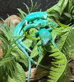 Gastropholis prasina 1.2, Dieren en Toebehoren, Hagedis, 0 tot 2 jaar