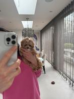 Exclusieve Maltipoo F1 Micro pup ( Maltezer/Toy Poedel ), Dieren en Toebehoren, Honden | Chihuahua's en Gezelschapshonden, Particulier