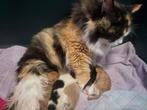 Siberische kittens met stamboom., Dieren en Toebehoren, Katten en Kittens | Raskatten | Langhaar, Meerdere dieren, Met stamboom