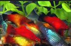 Super mooie platys te koop 🐠🐠 op=op ‼️, Dieren en Toebehoren, Vissen | Aquariumvissen, Vis, Zoetwatervis, Schoolvis