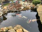 Koi’s van 30cm tot 70cm., Dieren en Toebehoren, Vissen | Vijvervissen, Karper of Koi
