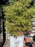 Bamboe plant in pot, 2x, Tuin en Terras, Planten | Bomen, Bloeit niet, Halfschaduw, Overige soorten, Minder dan 100 cm