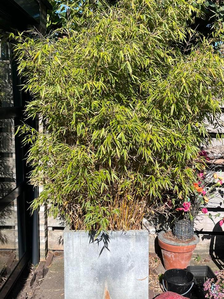 Bamboe plant in pot, 2x, Tuin en Terras, Planten | Bomen, Overige soorten, Minder dan 100 cm, Halfschaduw, Bloeit niet, In pot