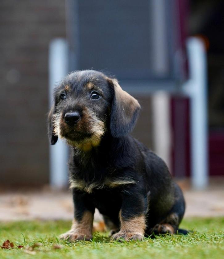 Ruwharige Teckel pups, Dieren en Toebehoren, Honden | Teckels en Dashonden, Meerdere dieren, Ruwhaar, Standaard, Fokker | Professioneel
