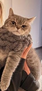 Handgemaakte zachte kattensjaal / kol voor katten, Dieren en Toebehoren, Ophalen of Verzenden, Nieuw