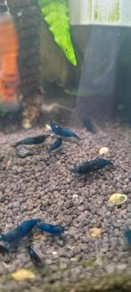 Blue Dream garnalen, Dieren en Toebehoren, Vissen | Aquariumvissen, Zoetwatervis, Kreeft, Krab of Garnaal, Schoolvis