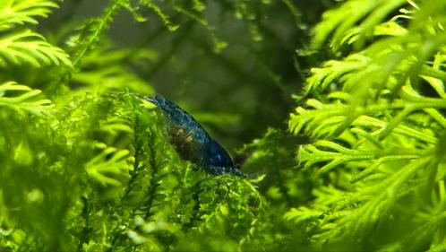 Binnenkort te koop: Blue Dreams Garnalen, Dieren en Toebehoren, Vissen | Aquariumvissen, Kreeft, Krab of Garnaal