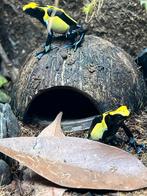 Koppel dendrobates tinctorius nikita, Dieren en Toebehoren, Reptielen en Amfibieën, Amfibie, 0 tot 2 jaar