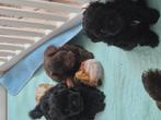 Kiekeboe!!!!!, CDV (hondenziekte), 8 tot 15 weken, Meerdere, Meerdere dieren