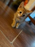 Lieve sociale kittens, Dieren en Toebehoren, Katten en Kittens | Overige Katten, Meerdere dieren